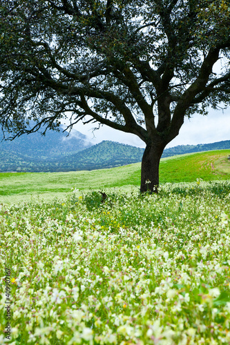 Dehesa en primavera, Parque Natural Sierra de Andújar, Jaen, Andalucía, España