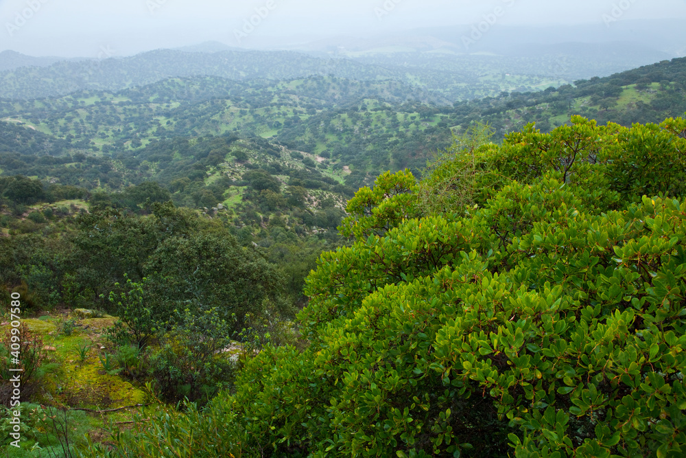 Madroños y bosque mediterráneo, Parque Natural Sierra de Andújar, Jaen, Andalucía, España
