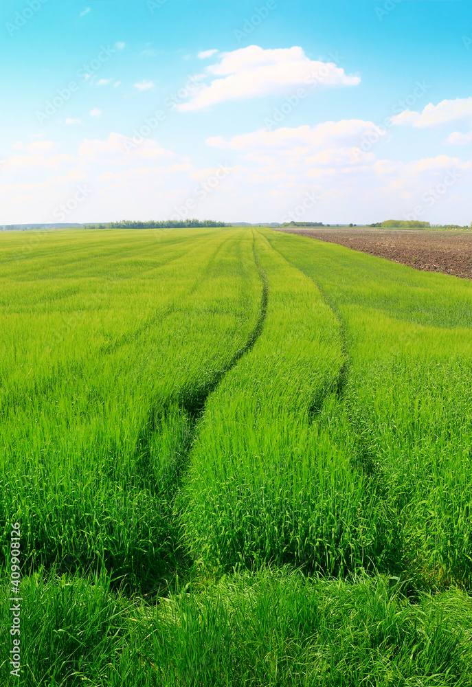 spring landscape with green field and blue sky with clouds spring landscape with green field and blue sky with clouds