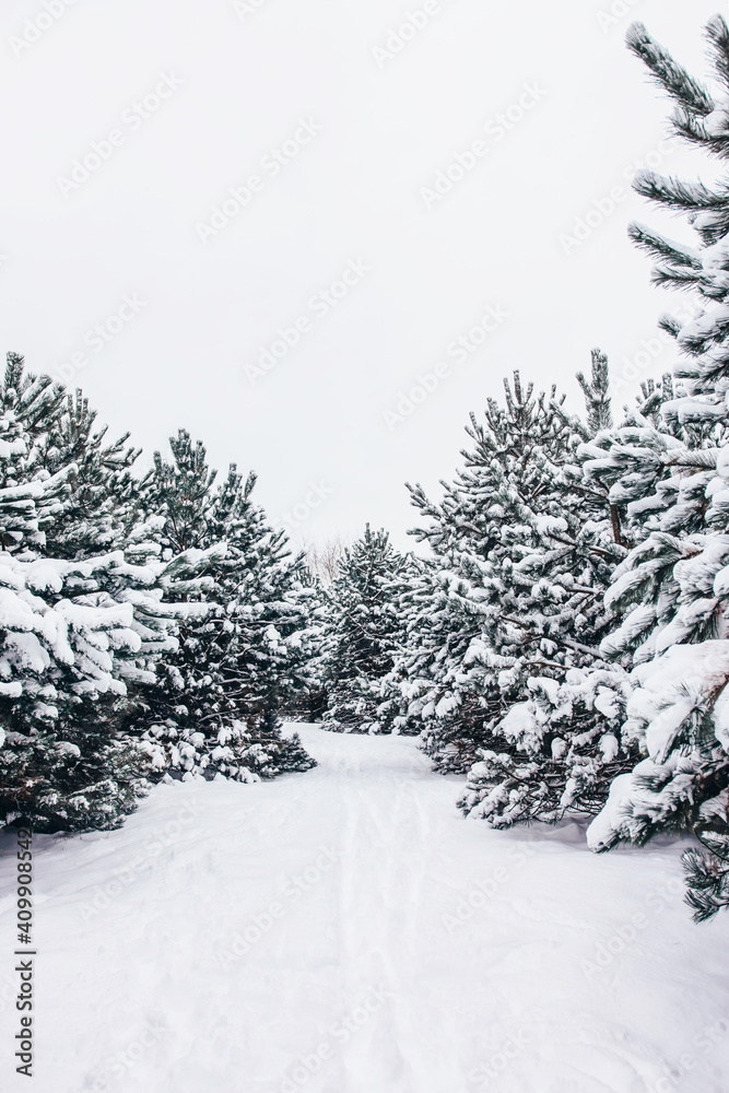 Winter trees - christmas tree in snow, winter nature
Śnieg na choinkach, zimowa natura - obrazy, fototapety, plakaty 