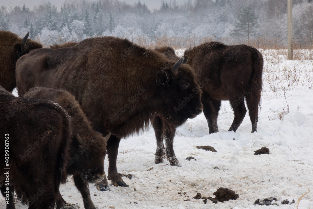 European bison in the wild in winter. Wild animals in winter nature. European bison in the wild in winter. Wild animals in winter nature.