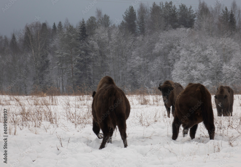 European bison in the wild in winter. Wild animals in winter nature.