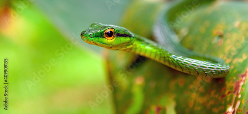 Panorama portrait of the arboreal Green Vine Snake (Oxybelis Fulgidus), Tortuguero national park, Costa Rica.