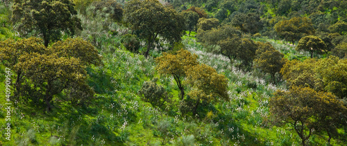 Encinas y Gamones o Asfodelos, Parque Natural Sierra de Andújar, Jaen, Andalucía, España
