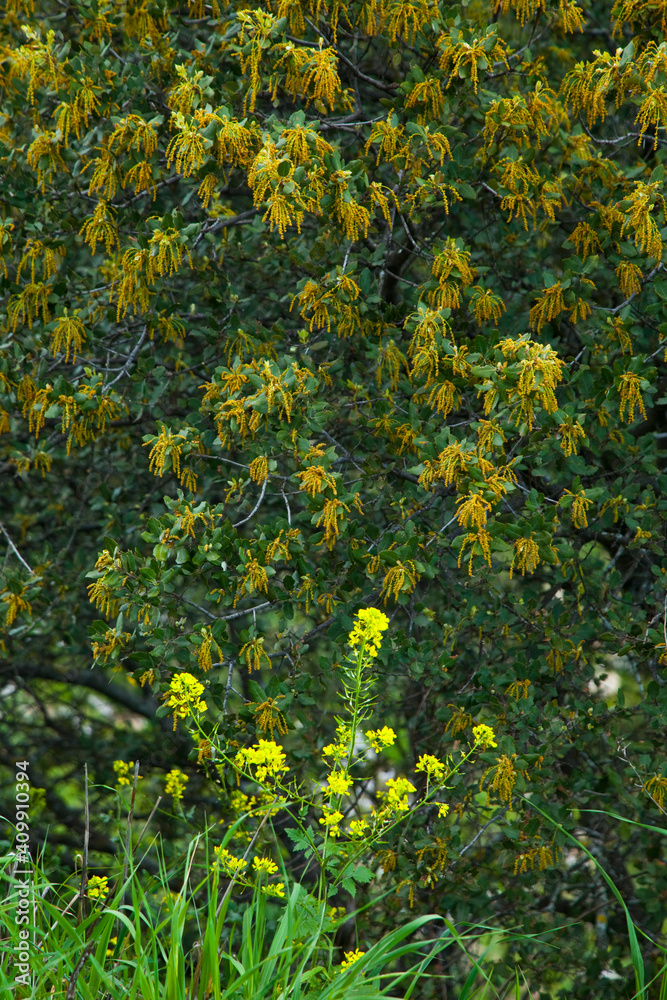 Obraz premium Encina, Parque Natural Sierra de Andújar, Jaen, Andalucía, España