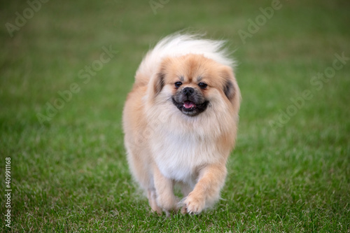 Fotografie Tibetan Spaniel
