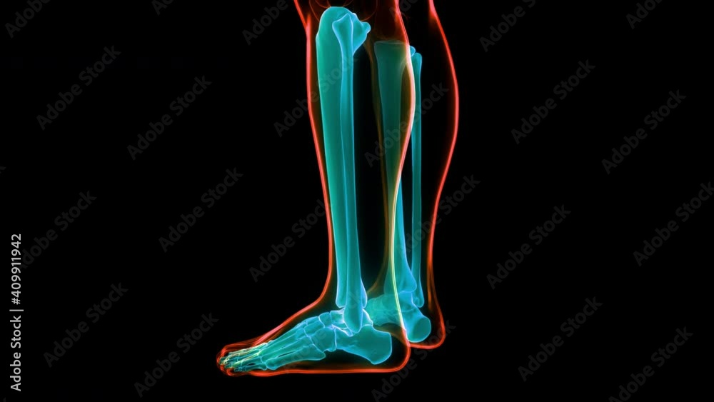 Tibia Animation Human Skeleton System Tibia and Fibula Bone Joints Anatomy Animation ...