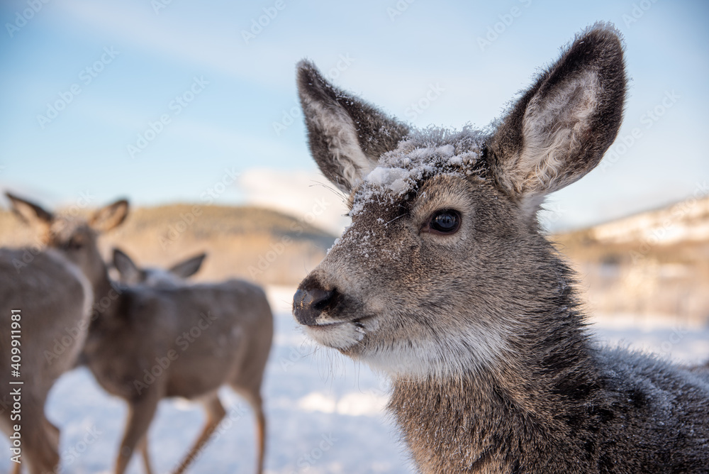 Close up of a female mule deer with snow covered face, huge ears looking directly at the camera with white, snow background and deers in distance. 