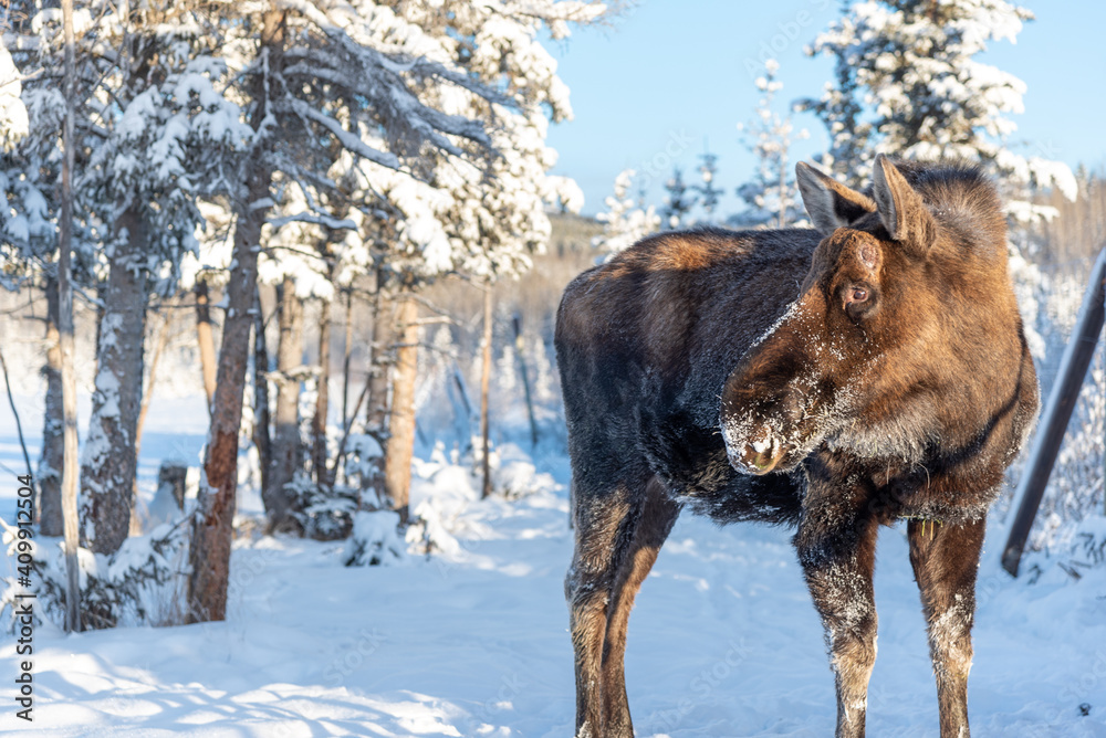 A large male moose in northern Canada winter time snow, snowy covered landscape on a cold, December day standing and looking backwards. A large male moose in northern Canada winter time snow, snowy covered landscape on a cold, December day standing and looking backwards.
