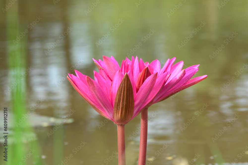 pink water lilies in botanical gardens nature very beautiful with landscape in Thailand nice sky and trees pink water lilies in botanical gardens nature very beautiful with landscape in Thailand nice sky and trees