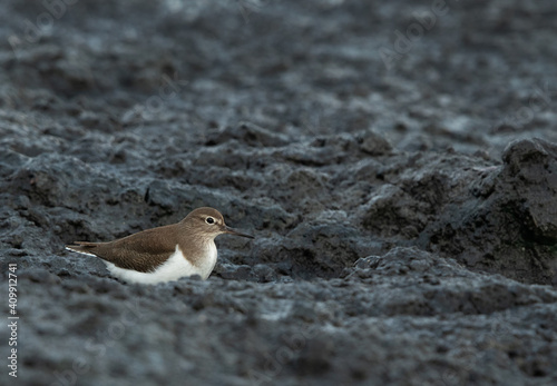 Common Sandpiper at Tubli bay, Bahrain