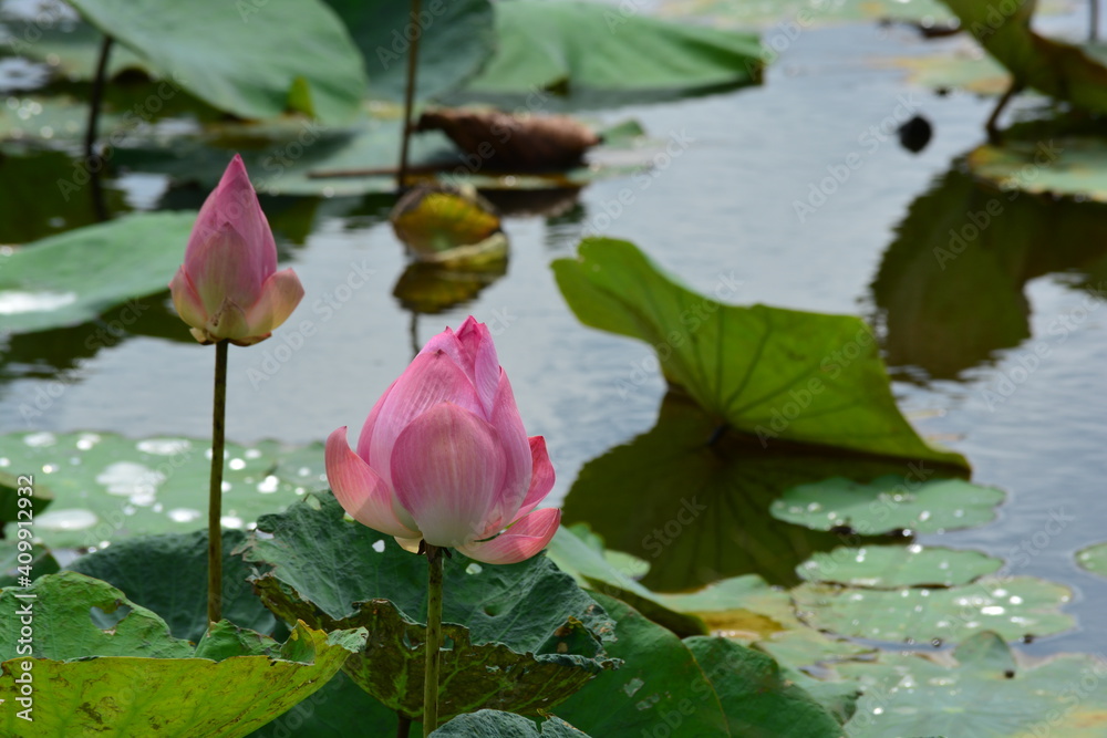 pink sacred lotus also known nelumbo nucifera or Indian lotus in the lake with green leave in Thailand focus selection pink sacred lotus also known nelumbo nucifera or Indian lotus in the lake with green leave in Thailand focus selection