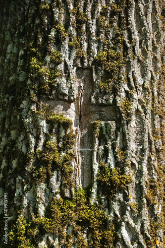 Fototapeta Naklejka Na Ścianę i Meble -  Cross carved into tree, Krywe - former and abandoned village in Bieszczady Mountains, Poland 