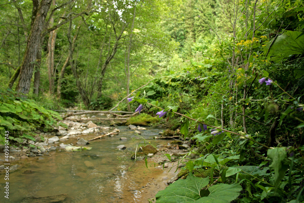 Fototapeta premium Bellflowers near the river in former village Lopienka, Bieszczady Mountains, Poland