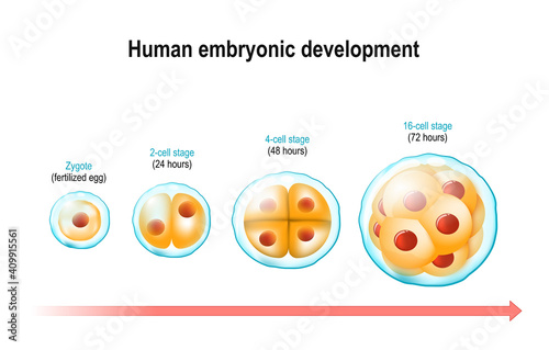 cell division and prenatal development