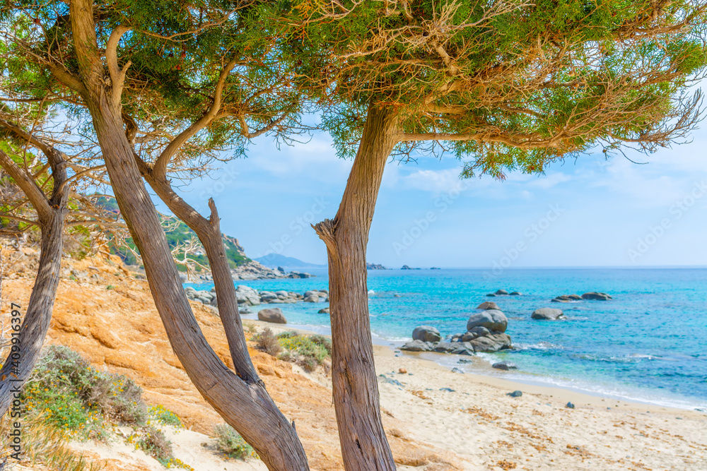 Pine trees by the sea in Porto Sa Ruxi shore Pine trees by the sea in Porto Sa Ruxi shore