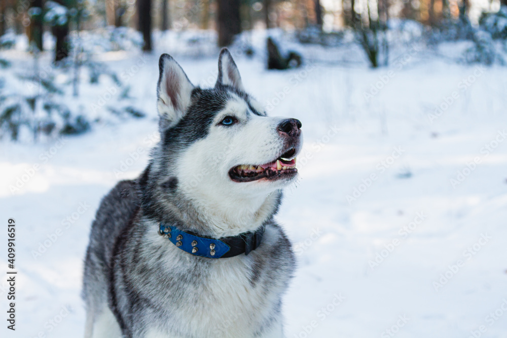 Happy and funny beige and white Siberian husky dog runs along a snowy path in a winter forest. husky is having fun in the forest. Happy and funny beige and white Siberian husky dog runs along a snowy path in a winter forest. husky is having fun in the forest.