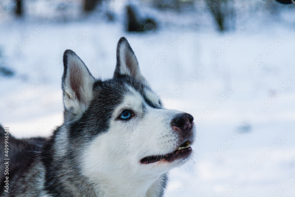 Fototapeta premium Happy and funny beige and white Siberian husky dog runs along a snowy path in a winter forest. husky is having fun in the forest.