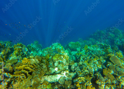 incredibly beautiful combinations of colors and shapes of living coral reef and fish in the Red Sea in Egypt, Sharm El Sheikh 
