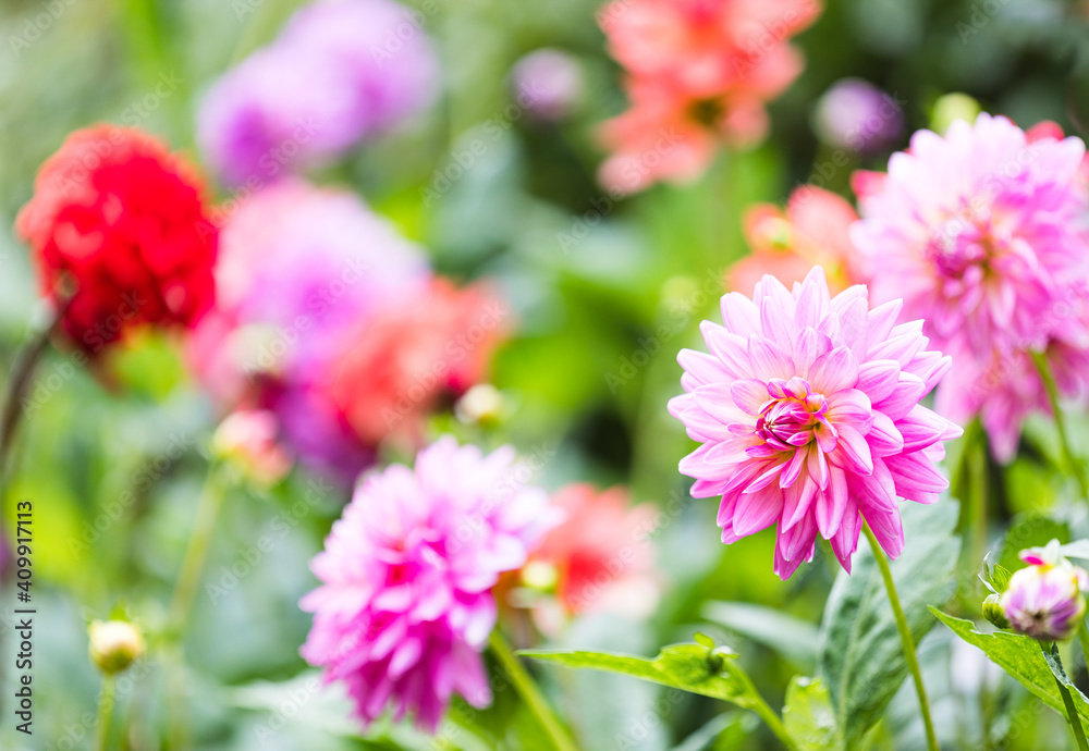 Dahlias In Full Bloom In The Borders Of Rousham House Dahlias In Full Bloom In The Borders Of Rousham House