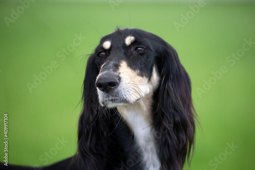 Obraz na płótnie Saluki