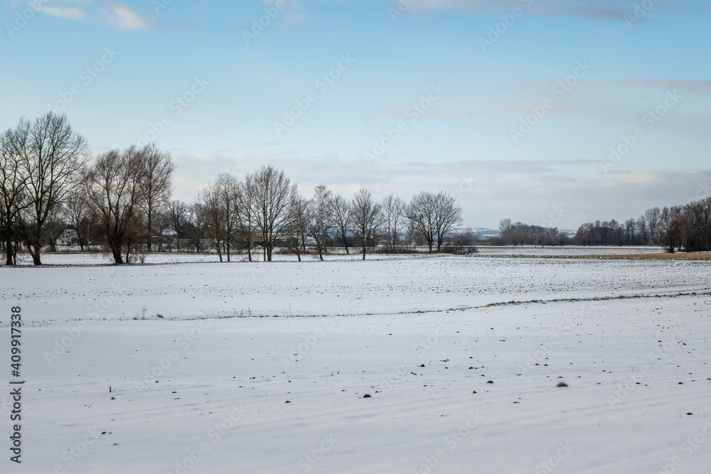 Trees in a snow covered field. Winter landscape in northern Poland