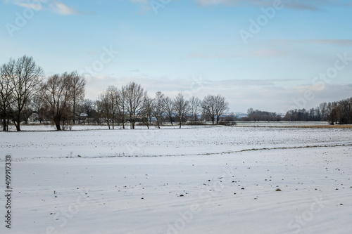 Obraz na płótnie Trees in a snow covered field. Winter landscape in northern Poland w salonie