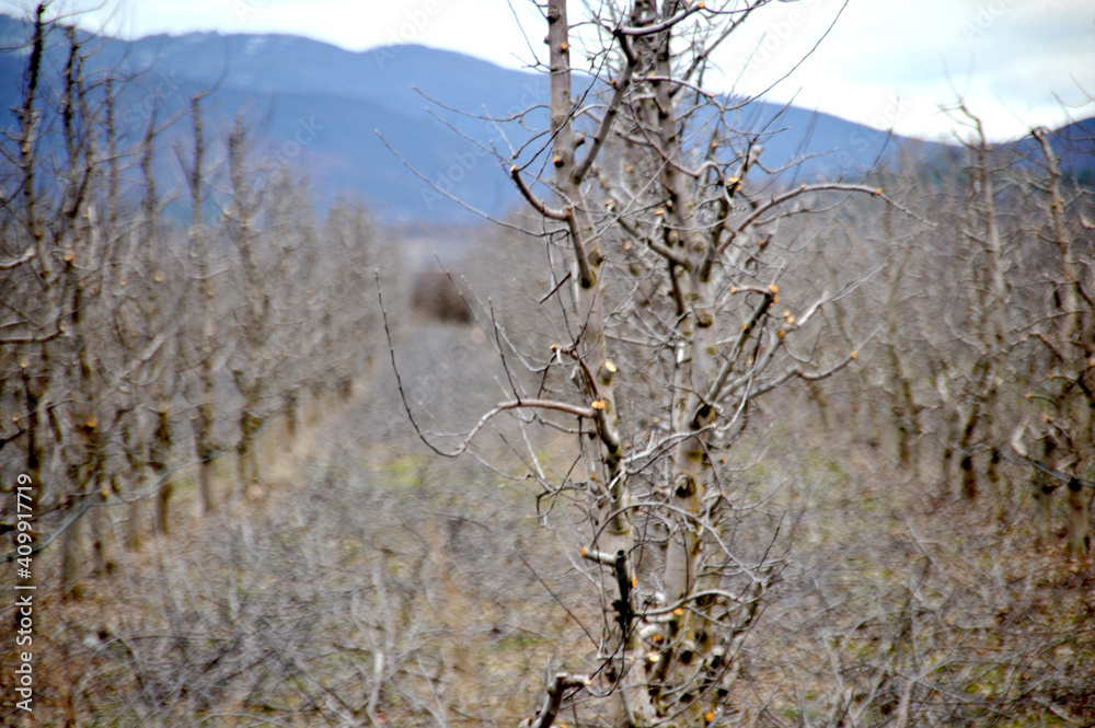 pruned apple orchard in winter,shallow dof pruned apple orchard in winter,shallow dof