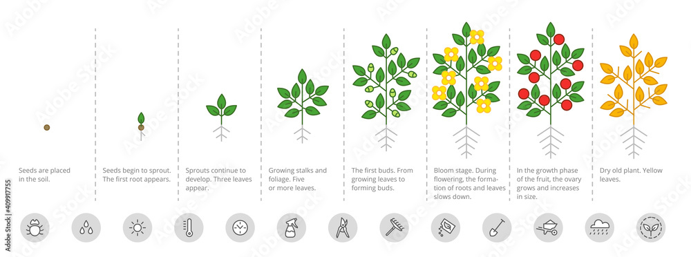 Plant growth stages. Growing period steps. Harvest animation progression. Fertilization phase. Cycle of life. Vector infographic set.