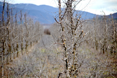 pruned apple orchard in winter,shallow dof