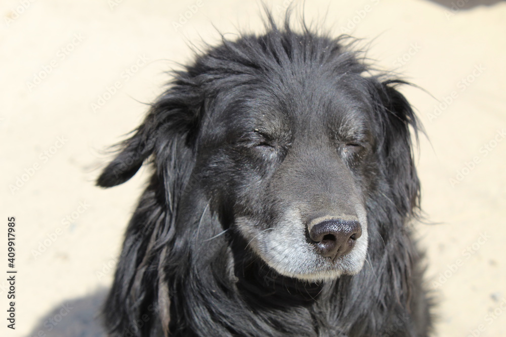 portrait of a dog portrait of a dog