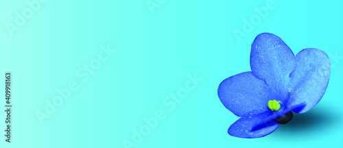 Violet on a blue background. Place for your text. Floral template for greeting card, invitation, banner, poster. Realistic 3D vector.