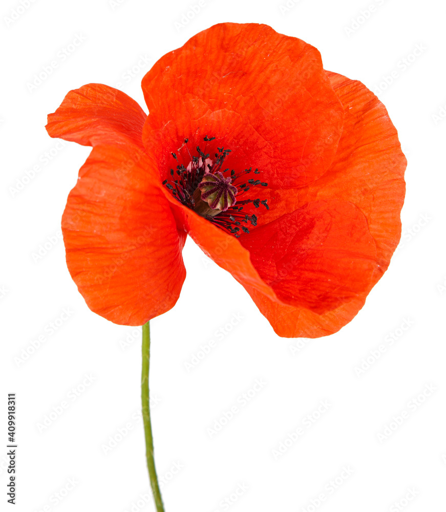 Red poppy flower isolated on a white background. View of another flower in the portoflio. - obrazy, fototapety, plakaty 