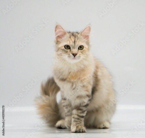 Siberian cat on white backgrounds