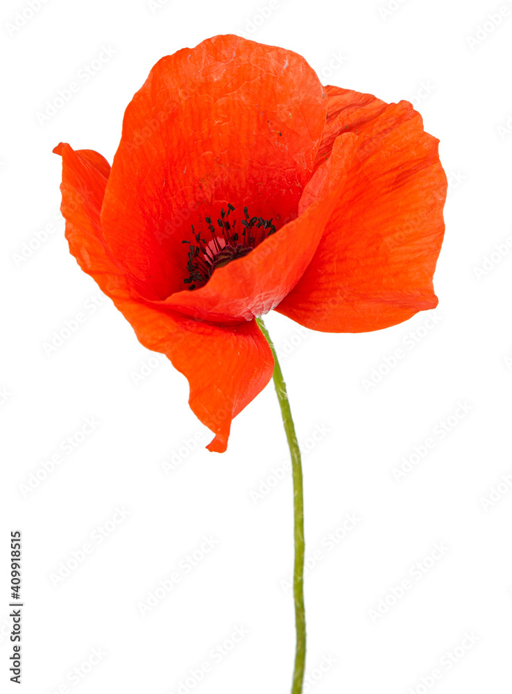 Red poppy flower isolated on a white background. View of another flower in the portoflio. Red poppy flower isolated on a white background. View of another flower in the portoflio.