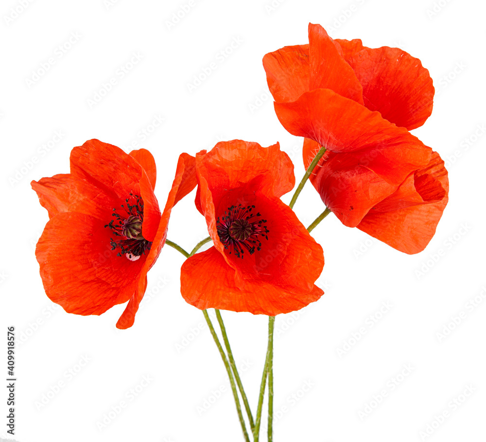 Obraz premium Red poppy flower isolated on a white background. View of another flower in the portoflio.