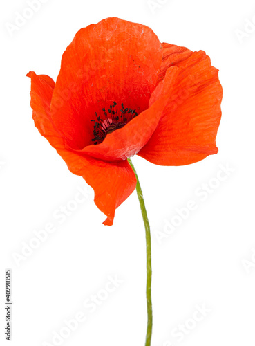 Red poppy flower isolated on a white background. View of another flower in the portoflio.