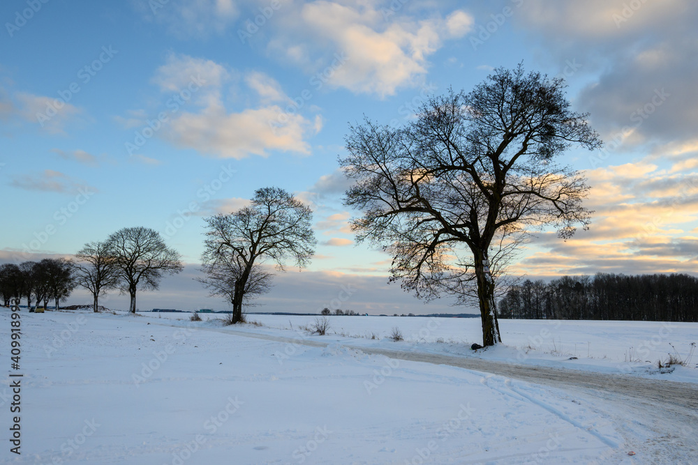 Trees in a snow covered field. Winter landscape in northern Poland Trees in a snow covered field. Winter landscape in northern Poland