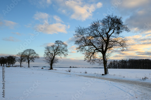 Trees in a snow covered field. Winter landscape in northern Poland