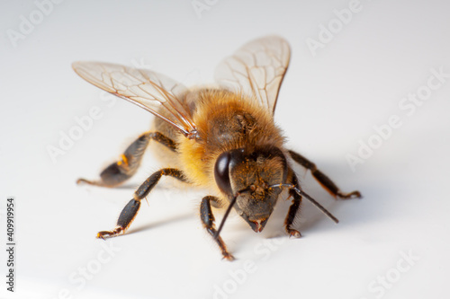 Makroaufnahme einer lebenden Biene mit sichtbarer Augenstruktur, Härchen und Blütenstaub. photo