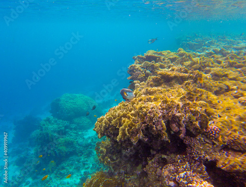  incredibly beautiful combinations of colors and shapes of living coral reef and fish in the Red Sea in Egypt, Sharm El Sheikh 