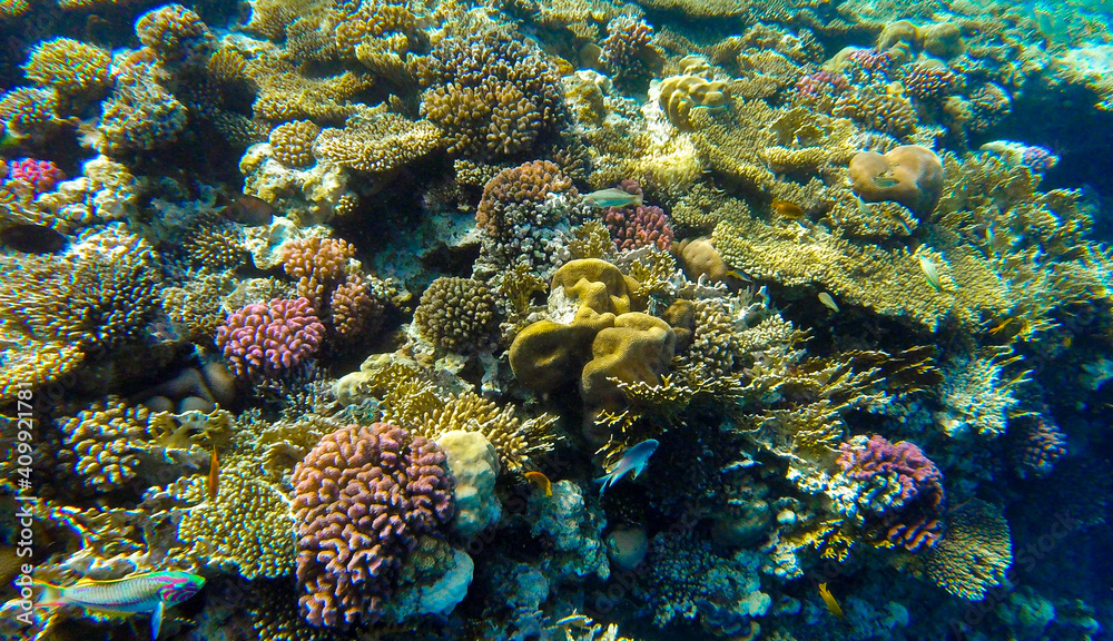 
incredibly beautiful combinations of colors and shapes of living coral reef and fish in the Red Sea in Egypt, Sharm El Sheikh
