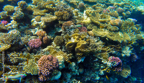  incredibly beautiful combinations of colors and shapes of living coral reef and fish in the Red Sea in Egypt, Sharm El Sheikh 