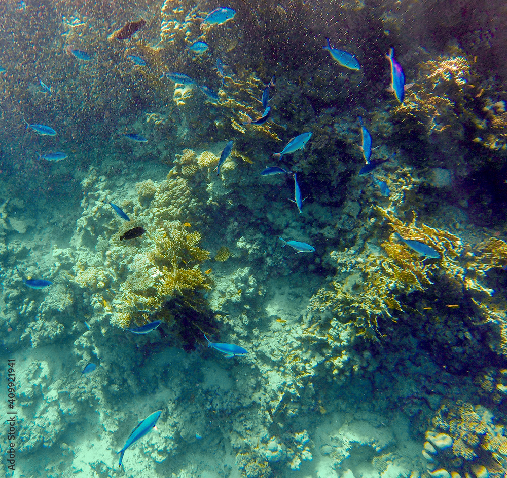 incredibly beautiful combinations of colors and shapes of living coral reef and fish in the Red Sea in Egypt, Sharm El Sheikh
incredibly beautiful combinations of colors and shapes of living coral reef and fish in the Red Sea in Egypt, Sharm El Sheikh