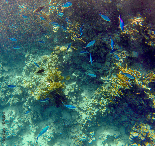 incredibly beautiful combinations of colors and shapes of living coral reef and fish in the Red Sea in Egypt  Sharm El Sheikh 