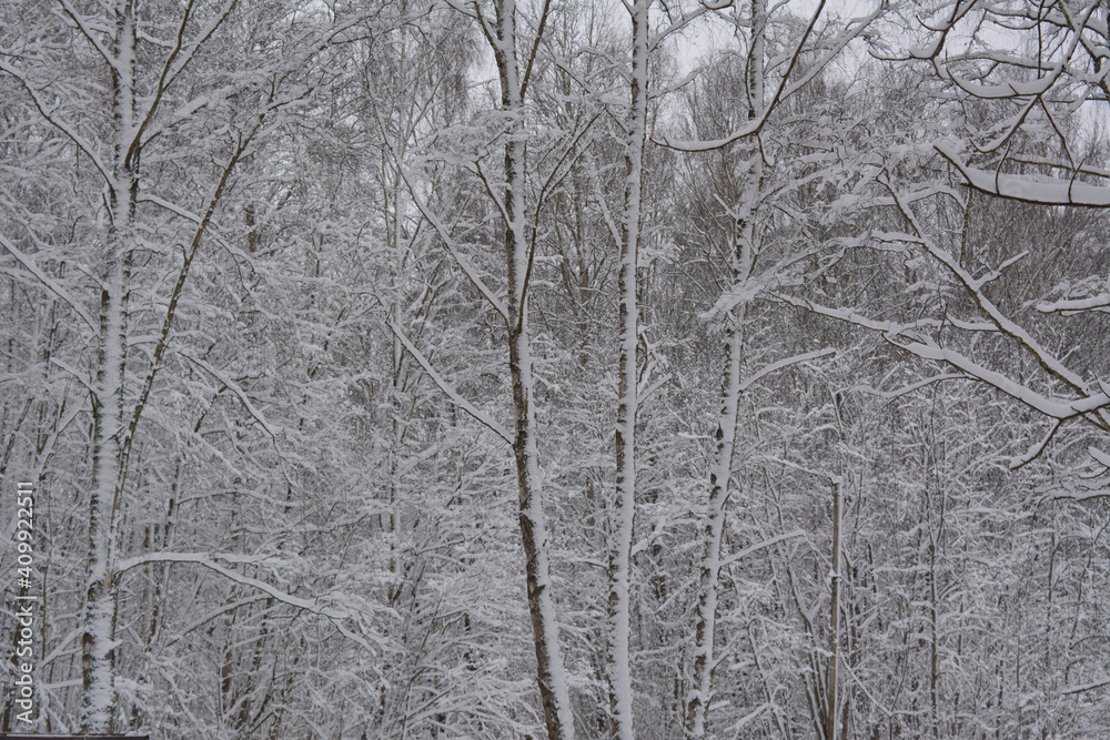 snow covered trees. beautiful winter landscape. snow covered trees. beautiful winter landscape.