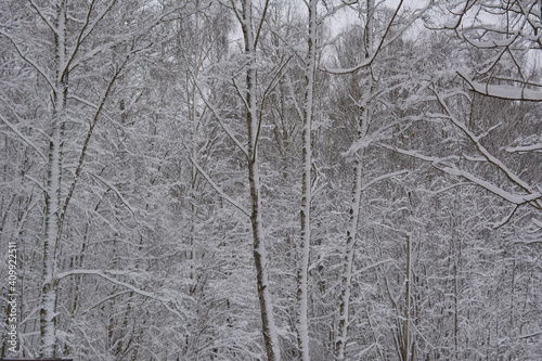 snow covered trees. beautiful winter landscape. 