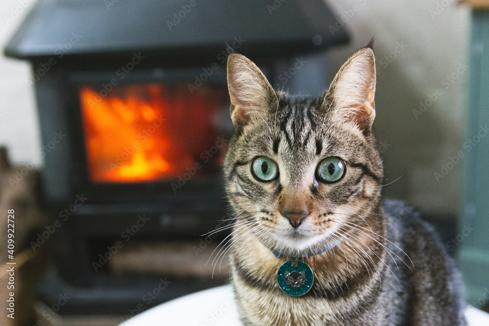 Portrait of a beautiful domestic cat at home with a fire in the background