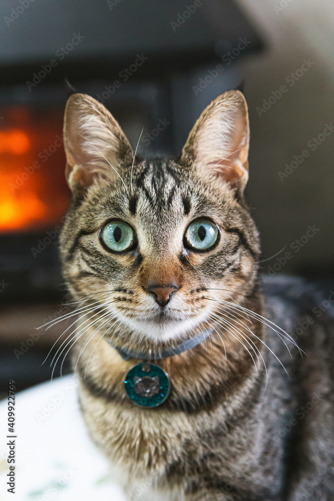 Portrait of a beautiful domestic cat at home with a fire in the background Portrait of a beautiful domestic cat at home with a fire in the background