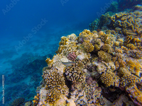  incredibly beautiful combinations of colors and shapes of living coral reef and fish in the Red Sea in Egypt, Sharm El Sheikh 